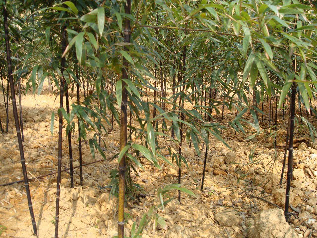 二胡弓の竹の栽培風景1